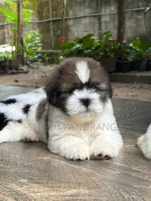 Shihtzu Puppy