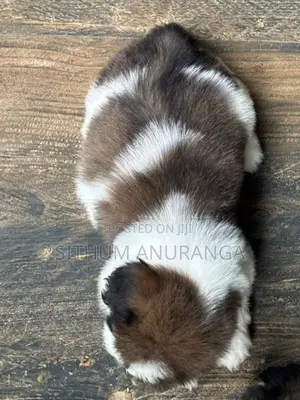 Shihtzu Puppy