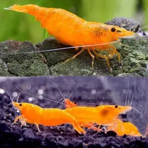 Fresh Water Shrimp