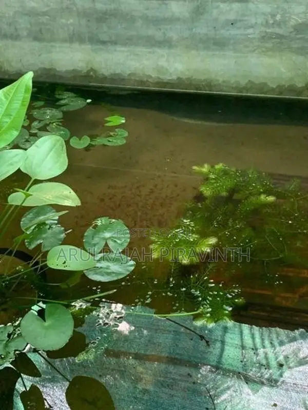 Fresh Water Shrimp