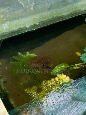 Fresh Water Shrimp