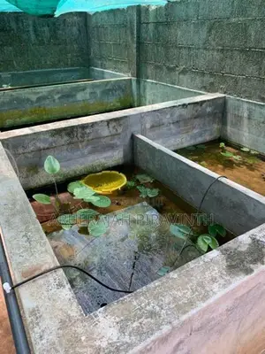 Fresh Water Shrimp