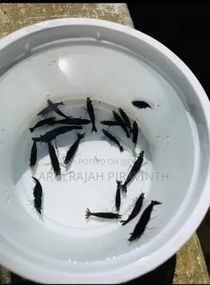 Fresh Water Shrimp