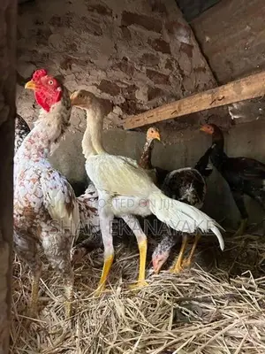 කුකුලන්