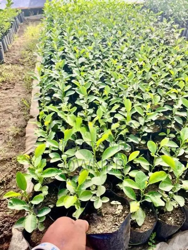 ගම් දෙහි පැළ