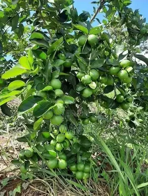 ගම් දෙහි පැළ