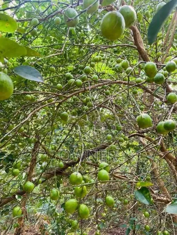 ගම් දෙහි පැළ