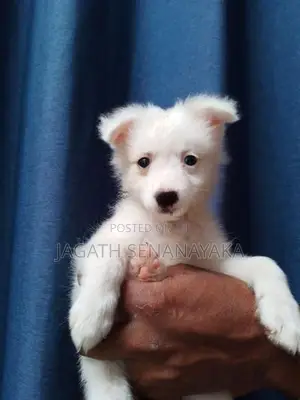 Pomeranian Puppy