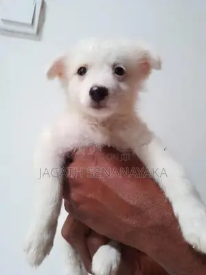 Pomeranian Puppy