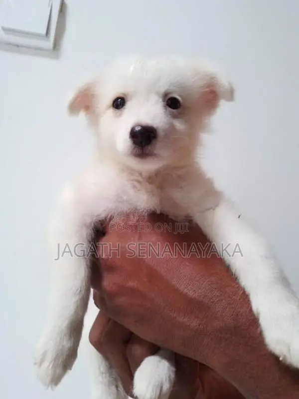 Pomeranian Puppy