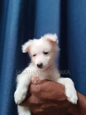 Pomeranian Puppy