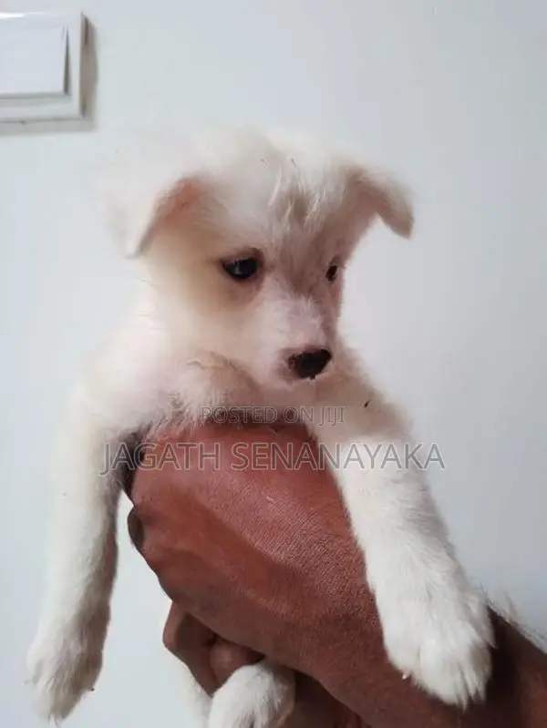 Pomeranian Puppy