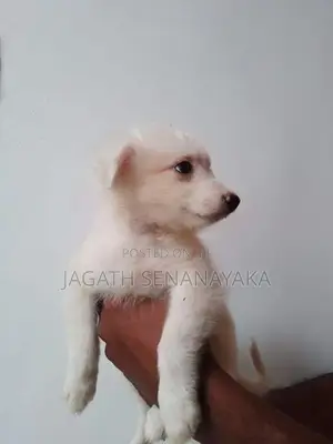 Pomeranian Puppy