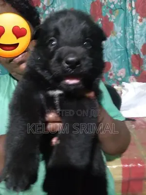 German Shepherd Long Coat Puppy