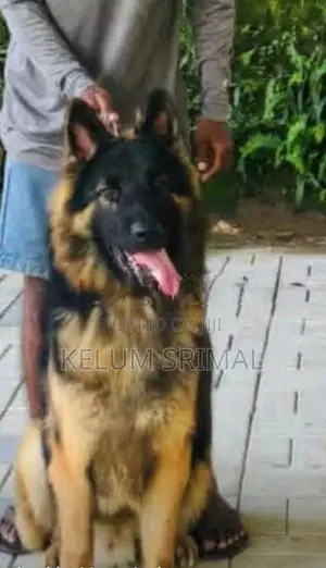 German Shepherd Long Coat Puppy