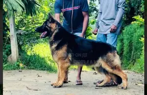 German Shepherd Long Coat Puppy