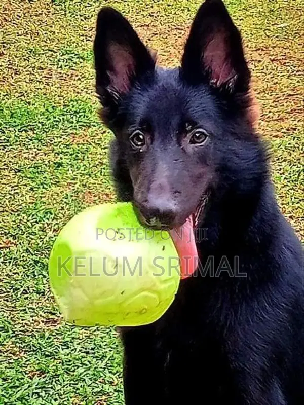 German Shepherd Long Coat Puppy