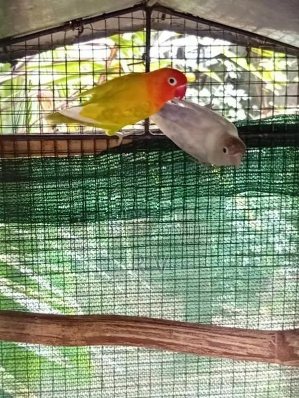 African Love Bird