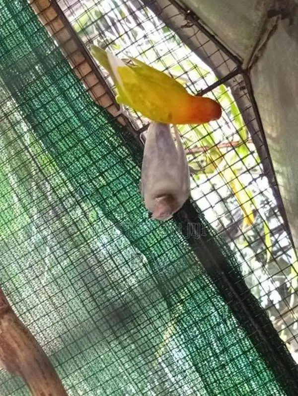 African Love Bird