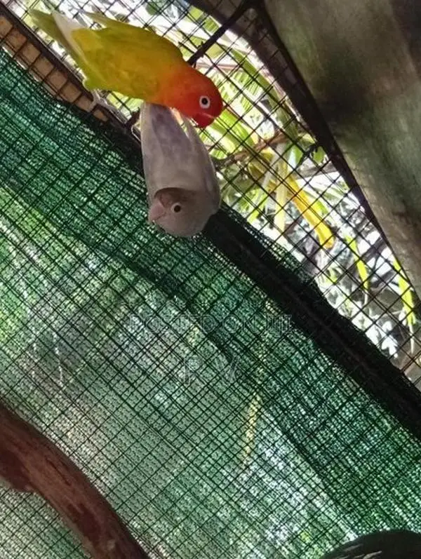 African Love Bird