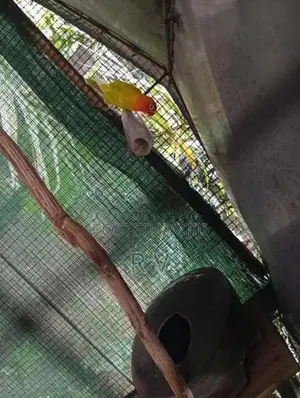 African Love Bird