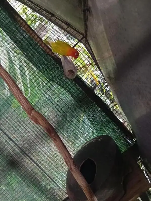 African Love Bird
