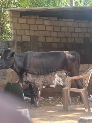 Milk Cow