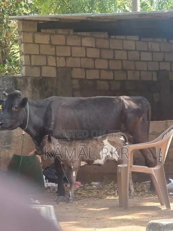 Milk Cow