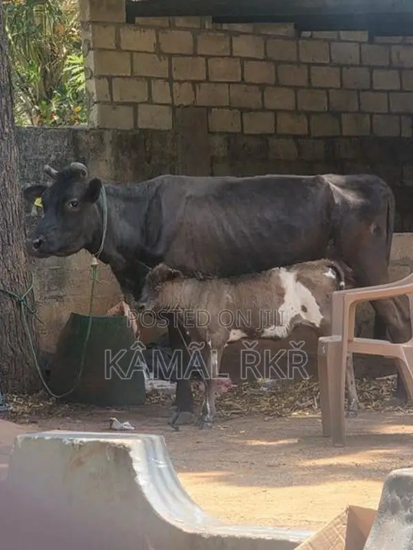 Milk Cow