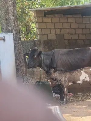 Milk Cow