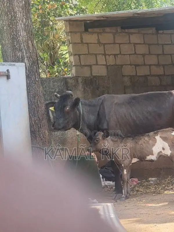 Milk Cow