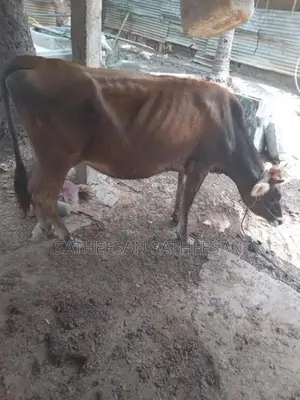 Farm Cow