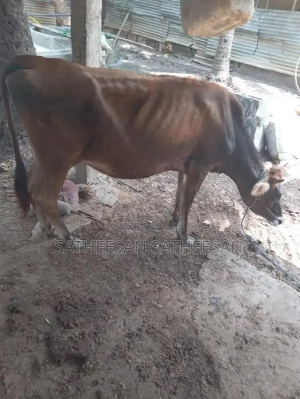 Farm Cow