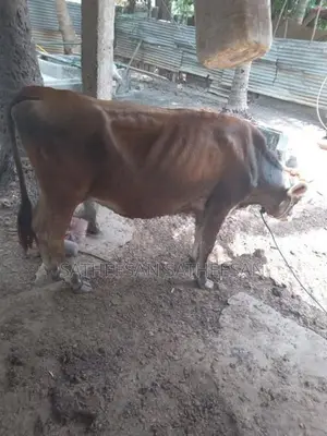 Farm Cow