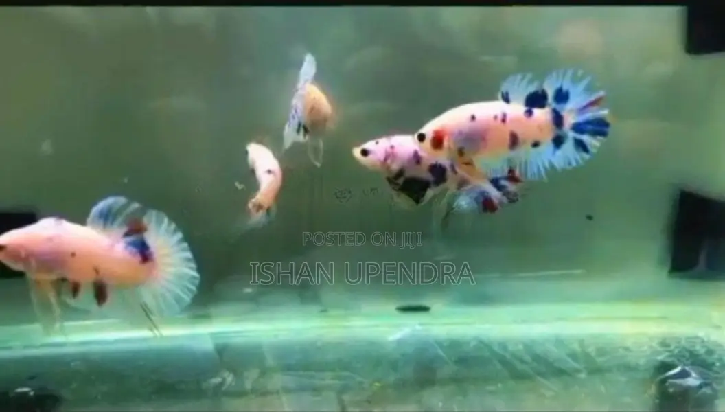 Betta Fish