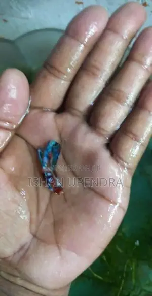 Betta Fish
