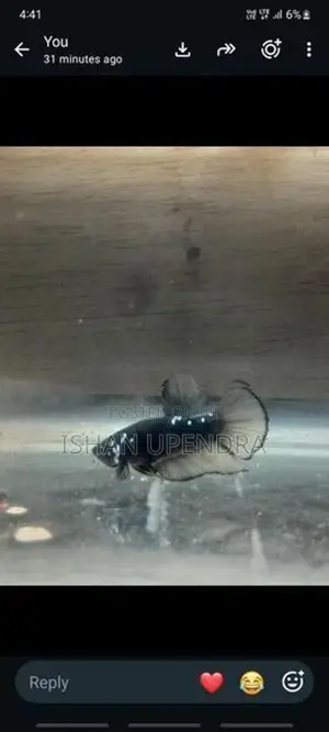 Betta Fish