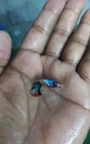 Betta Fish