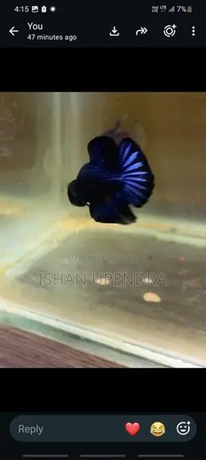 Betta Fish