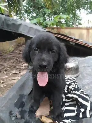 Labrador Puppies
