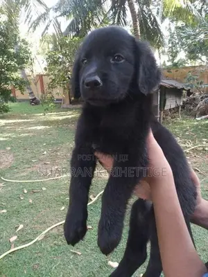 Labrador Puppies