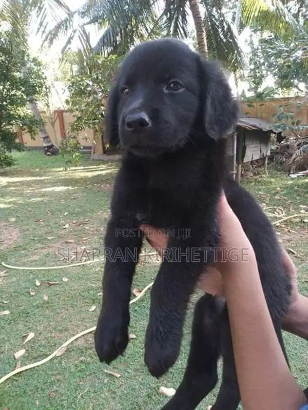 Labrador Puppies