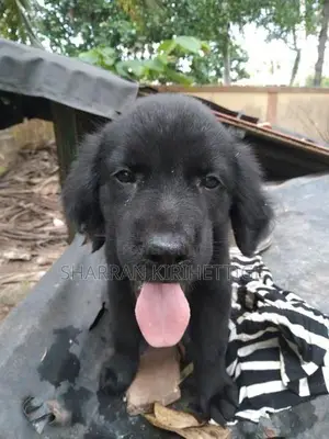 Labrador Puppies