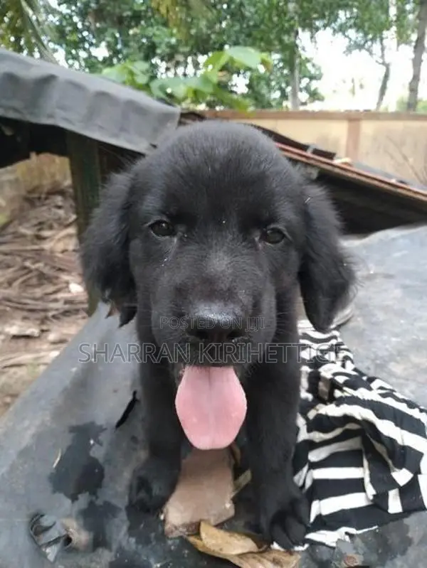 Labrador Puppies