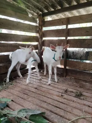 Saanen Goat