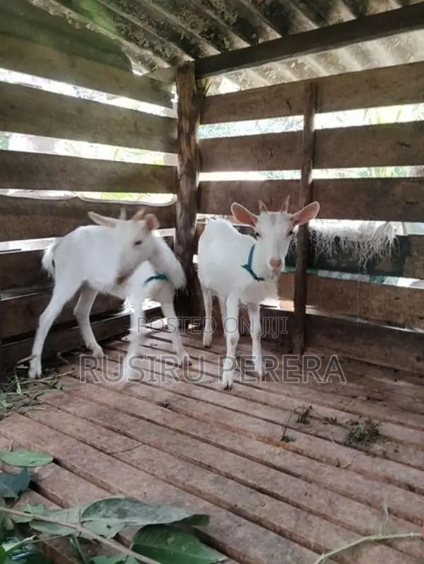 Saanen Goat
