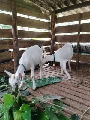 Saanen Goat