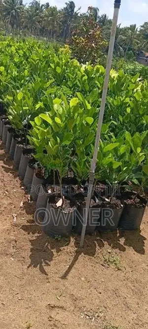 ගිනිවරකා පැළ