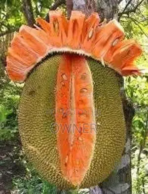ගිනිවරකා පැළ