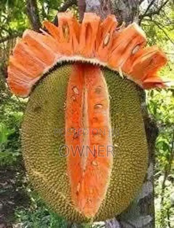 ගිනිවරකා පැළ